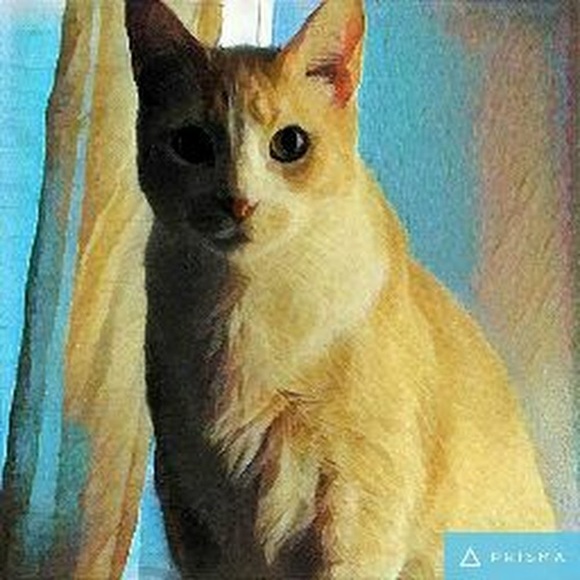 Meet your Posher, Boop - Picture 1 of 1